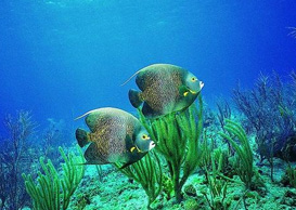 環(huán)境影響評(píng)價(jià)、排污許可證、應(yīng)急預(yù)案